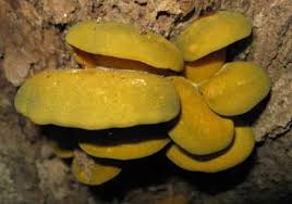 Attēlu rezultāti vaicājumam “Panellus serotinus”