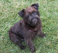 Image result for brüsseler giffon