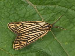 Attēlu rezultāti vaicājumam “Spiris striata”