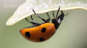 Attēlu rezultāti vaicājumam “Coccinella septempunctata”