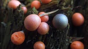 Attēlu rezultāti vaicājumam “Lycogala convexum”