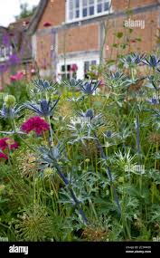 Image result for Eryngium `Blue Hobbit`