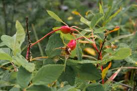 Attēlu rezultāti vaicājumam “Rosa majalis fruit”
