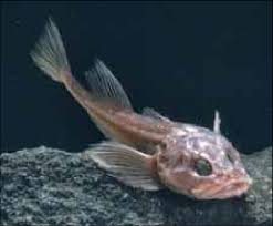 Image result for Myoxocephalus quadricornis