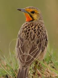 Attēlu rezultāti vaicājumam “Motacillidae”