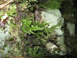 Attēlu rezultāti vaicājumam “Isothecium alopecuroides”