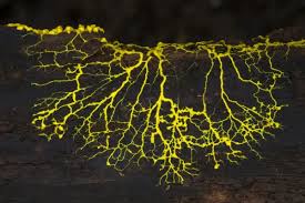 Attēlu rezultāti vaicājumam “Physarum daamsii sessile”