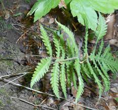 Attēlu rezultāti vaicājumam “Phegopteris connectilis”