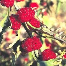 Image result for chenopodium foliosum