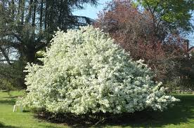 Attēlu rezultāti vaicājumam “Malus x zumi fruit”