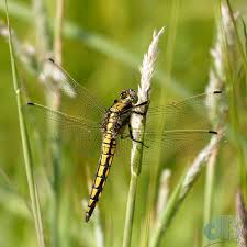 Attēlu rezultāti vaicājumam “Orthetrum cancellatum”