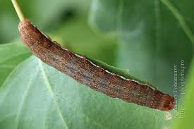 Attēlu rezultāti vaicājumam “Agrochola helvola”