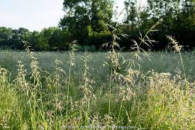 Attēlu rezultāti vaicājumam “Arrhenatherum elatius”