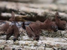 Attēlu rezultāti vaicājumam “Stemonaria irregularis”