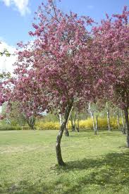 Attēlu rezultāti vaicājumam “Malus purpurea flower”