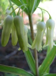 Attēlu rezultāti vaicājumam “Polygonatum verticillatum bud”