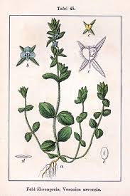 Attēlu rezultāti vaicājumam “Veronica arvensis”