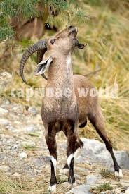 Attēlu rezultāti vaicājumam “Capra”