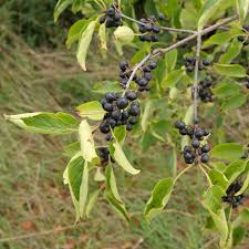 Attēlu rezultāti vaicājumam “Rhamnus cathartica fruit”