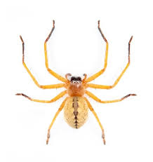 Attēlu rezultāti vaicājumam “Sparassidae”