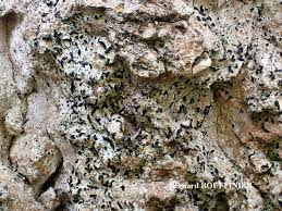 Attēlu rezultāti vaicājumam “Alyxoria varia”