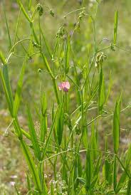 Attēlu rezultāti vaicājumam “Lathyrus sylvestris”