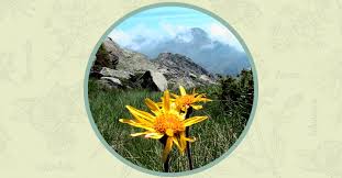 Attēlu rezultāti vaicājumam “Arnica montana”