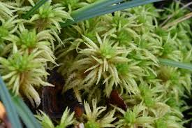 Attēlu rezultāti vaicājumam “Sphagnum squarrosum”