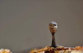 Attēlu rezultāti vaicājumam “Licea chelonoides macro”