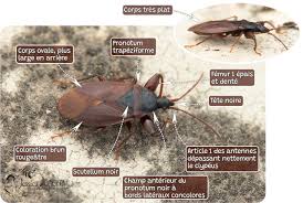 Attēlu rezultāti vaicājumam “Gastrodes grossipes”