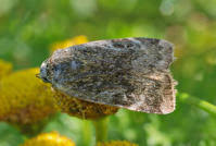 Attēlu rezultāti vaicājumam “Cryptocala chardinyi”