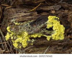 Attēlu rezultāti vaicājumam “Lignydium muscorum plasmodium”