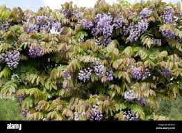 Attēlu rezultāti vaicājumam “Leguminosae”