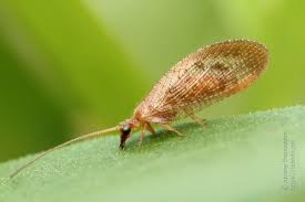 Attēlu rezultāti vaicājumam “Hemerobius perelegans”