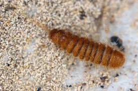 Attēlu rezultāti vaicājumam “Anthrenus sp. larva”