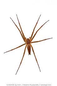 Attēlu rezultāti vaicājumam “Pisauridae”