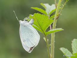 Attēlu rezultāti vaicājumam “Pieris brassicae”