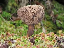 Attēlu rezultāti vaicājumam “Porphyrellus porphyrosporus”