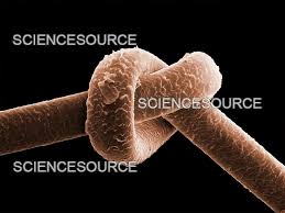 Image result for human hair microscope image