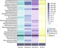 Image result for Vazella pourtalesii