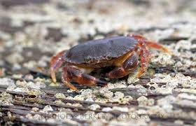 Image result for Cancer pagurus