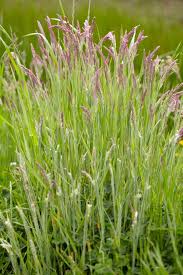 Attēlu rezultāti vaicājumam “Holcus lanatus  fruit”