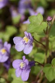 Attēlu rezultāti vaicājumam “Cymbalaria muralis flower”