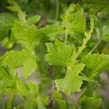 Attēlu rezultāti vaicājumam “Tilia platyphyllos subsp. platyphyllos”