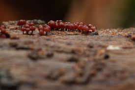 Attēlu rezultāti vaicājumam “Enerthenema papillatum”