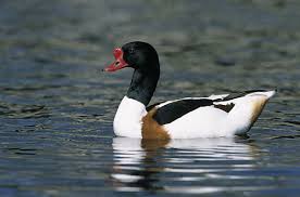 Attēlu rezultāti vaicājumam “Tadorna tadorna male”