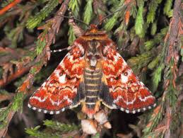 Attēlu rezultāti vaicājumam “Anarta myrtilli larva”