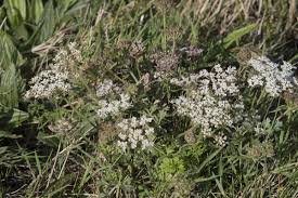 Attēlu rezultāti vaicājumam “Pimpinella saxifraga”