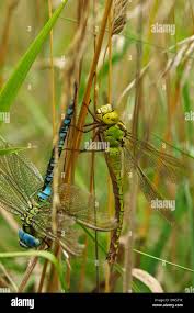 Attēlu rezultāti vaicājumam “Aeshna viridis”