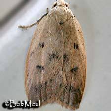 Attēlu rezultāti vaicājumam “Elachistidae”